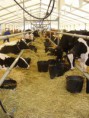 /album/galeria-de-fotos/vacas-jpg/